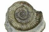 Jurassic Ammonite (Dactylioceras) Fossil - England #362485-1